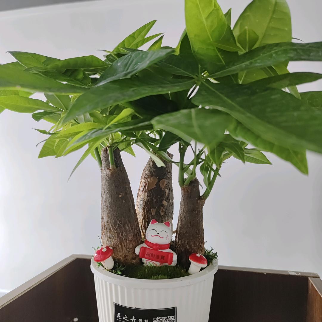 紫风铃