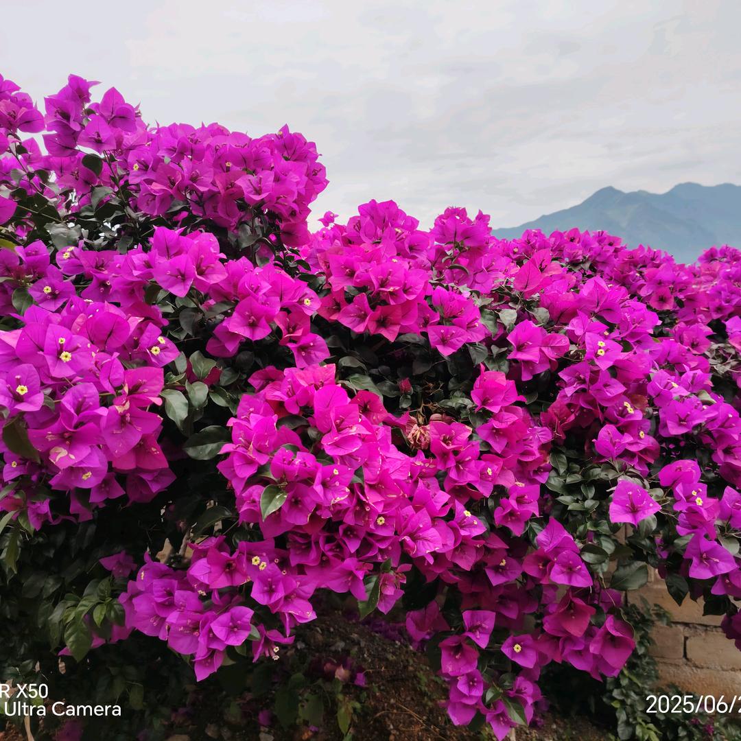 心❤️比🌸🌺l柠☀檬💐还🌻酸🌹