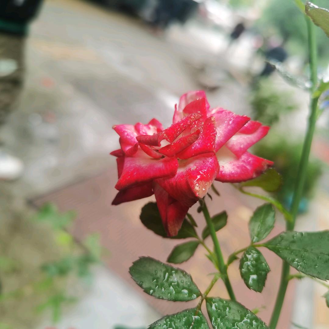 让蜜