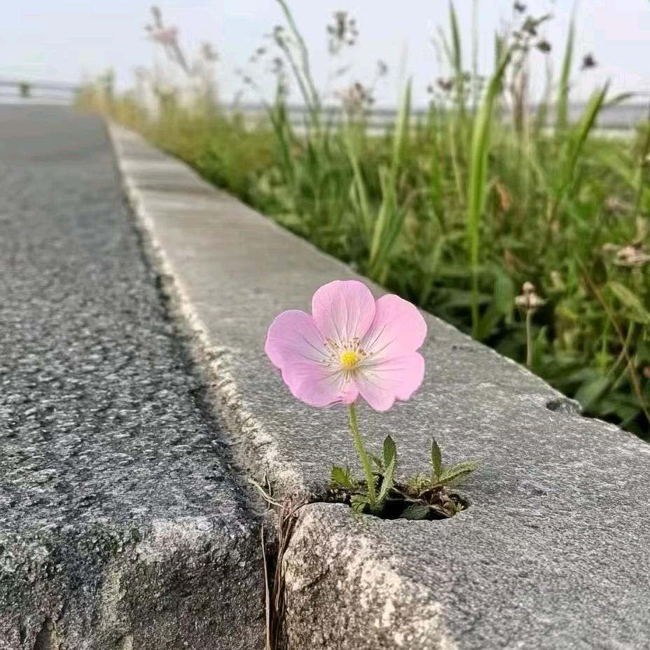 布岛小伊·欢