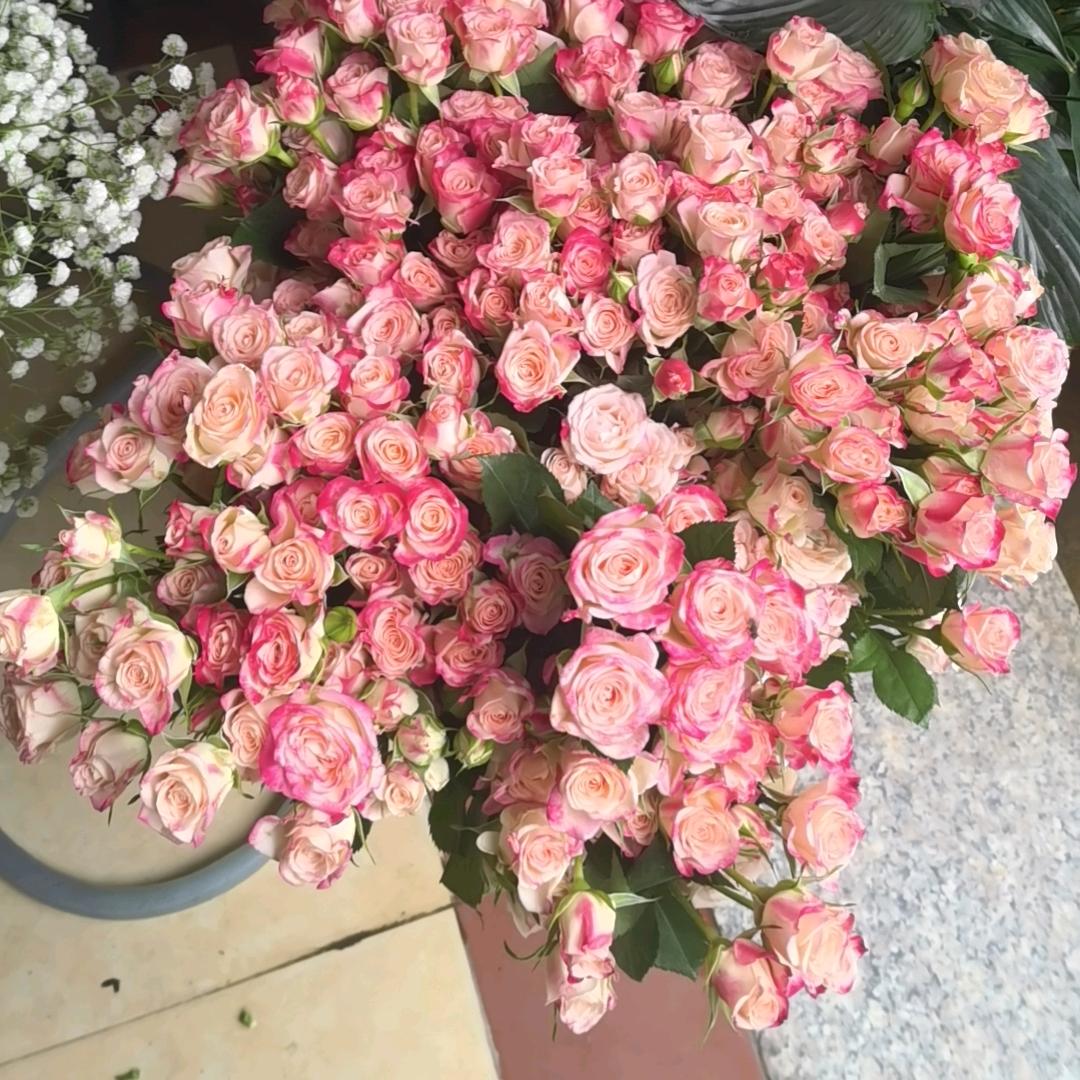 蜻蜓