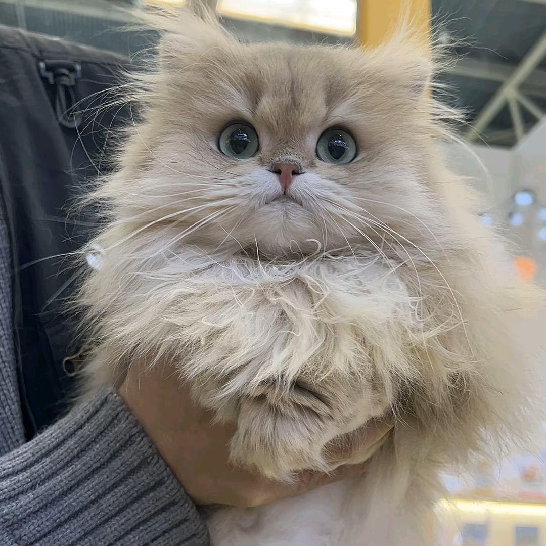 锦鲤