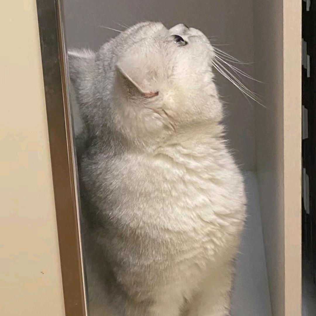 N u y o a h
