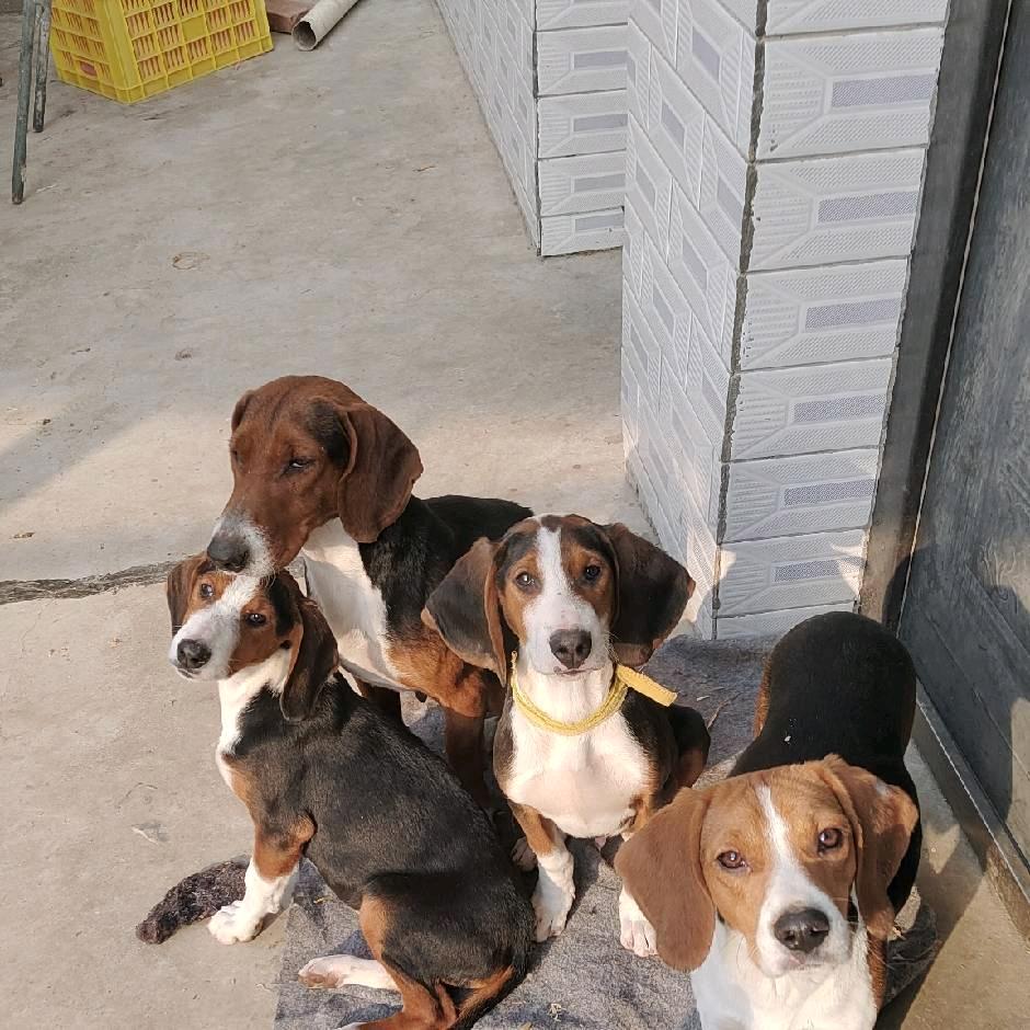 友缘人猎犬爱好者