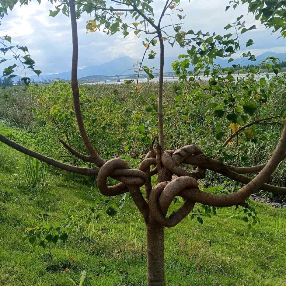 看花香🌹🍒🌲