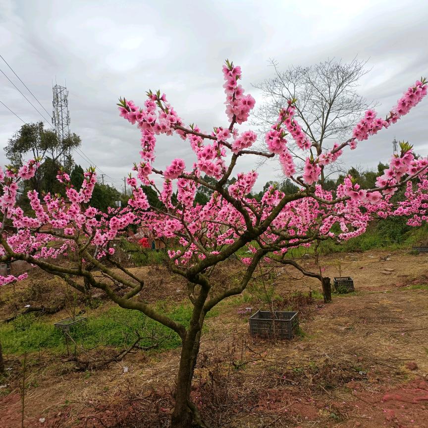 成都窗帘定制中心