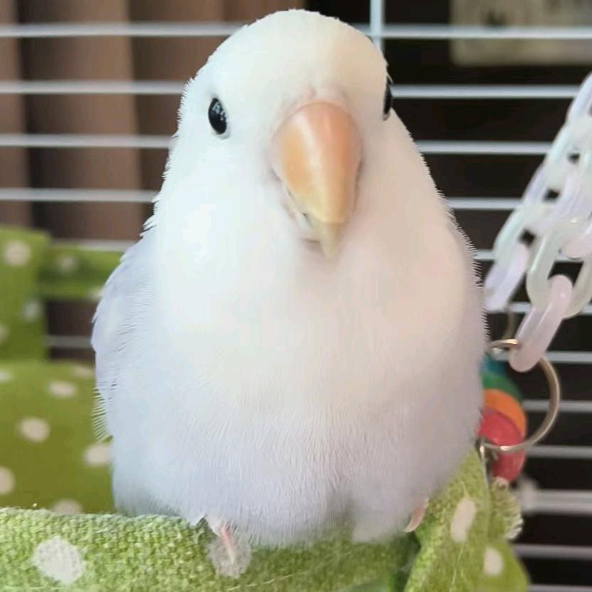 招牌小鸡