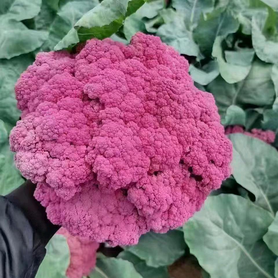 寿光农益嘉优选果蔬