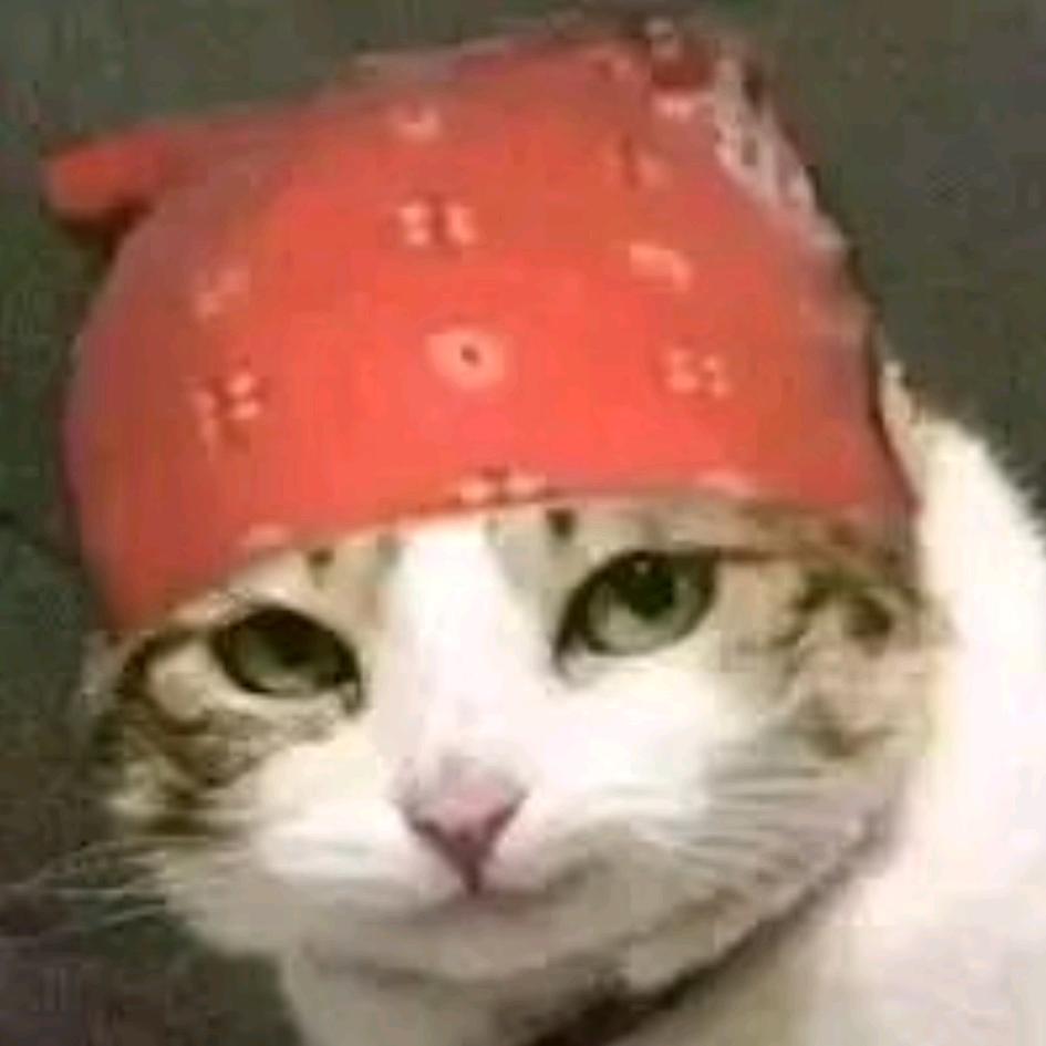 香蕉小猫（井大在线版）