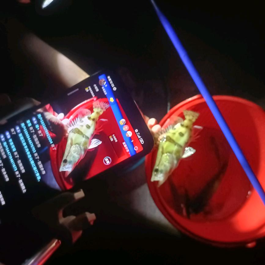 小鱼儿捉捉捉