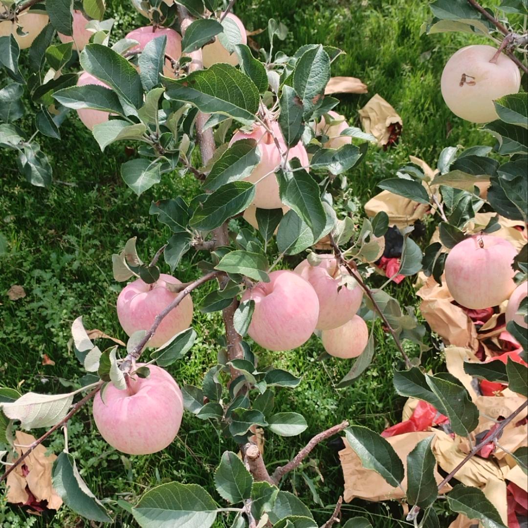 天水花牛苹果🍎