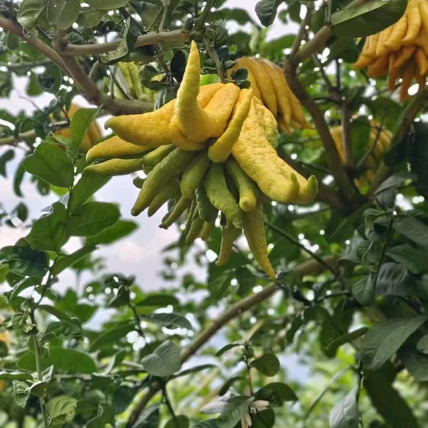 朝花夕拾择优甄选