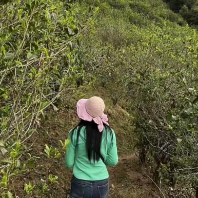 云南服妹茶农