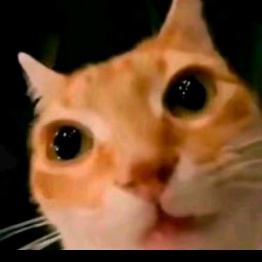你快乐的猫meme
