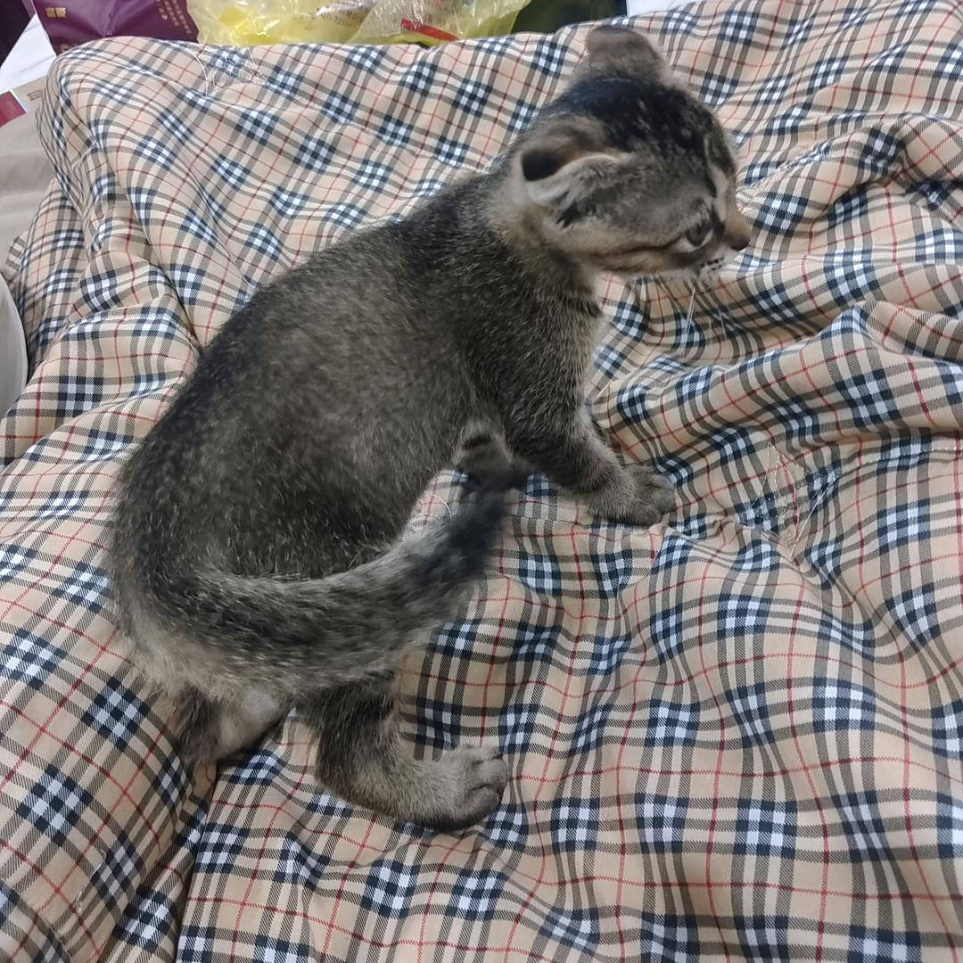 小灰太狼