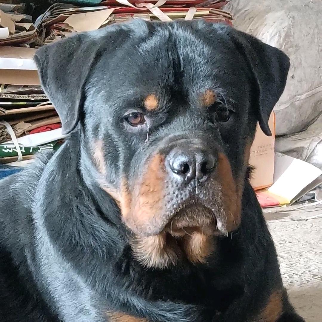 郑州酷萌罗威纳