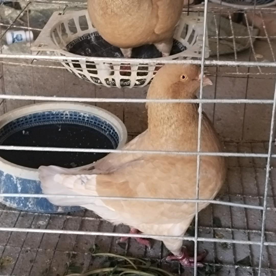 七零八落鸽舍