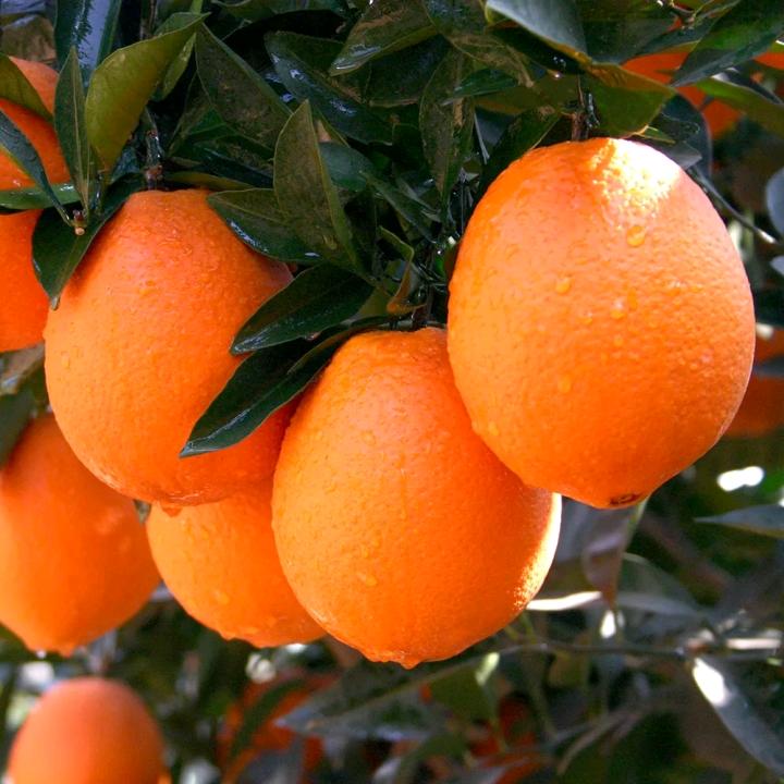 赣南现代农业新农人