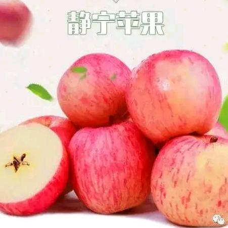 静宁苹果代办🍎🍎