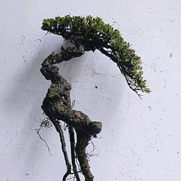 前咕噜不转后咕噜转