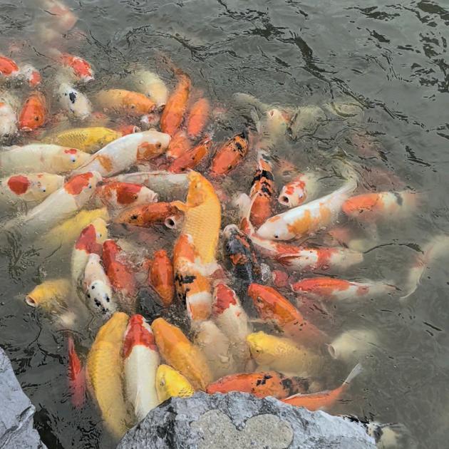 向阳而生