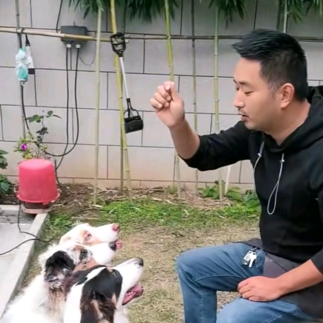 屹铭犬业