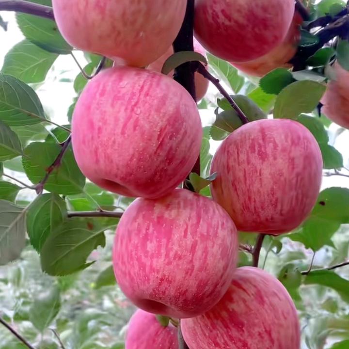 🍎🍎事缓则圆～人缓则安🍎🍎