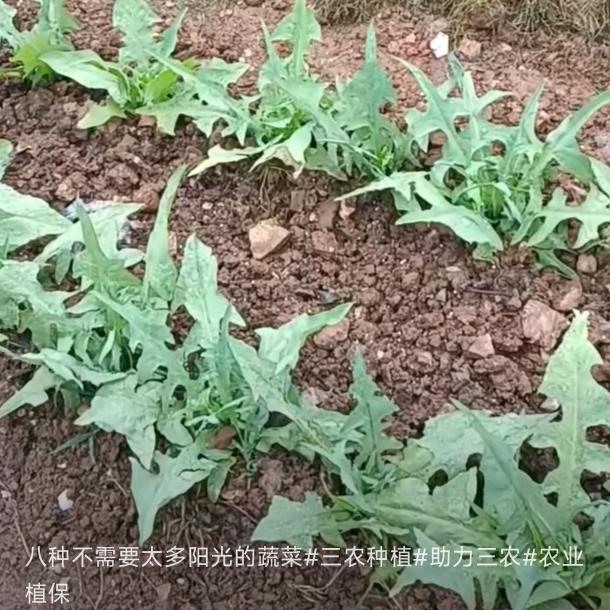 家