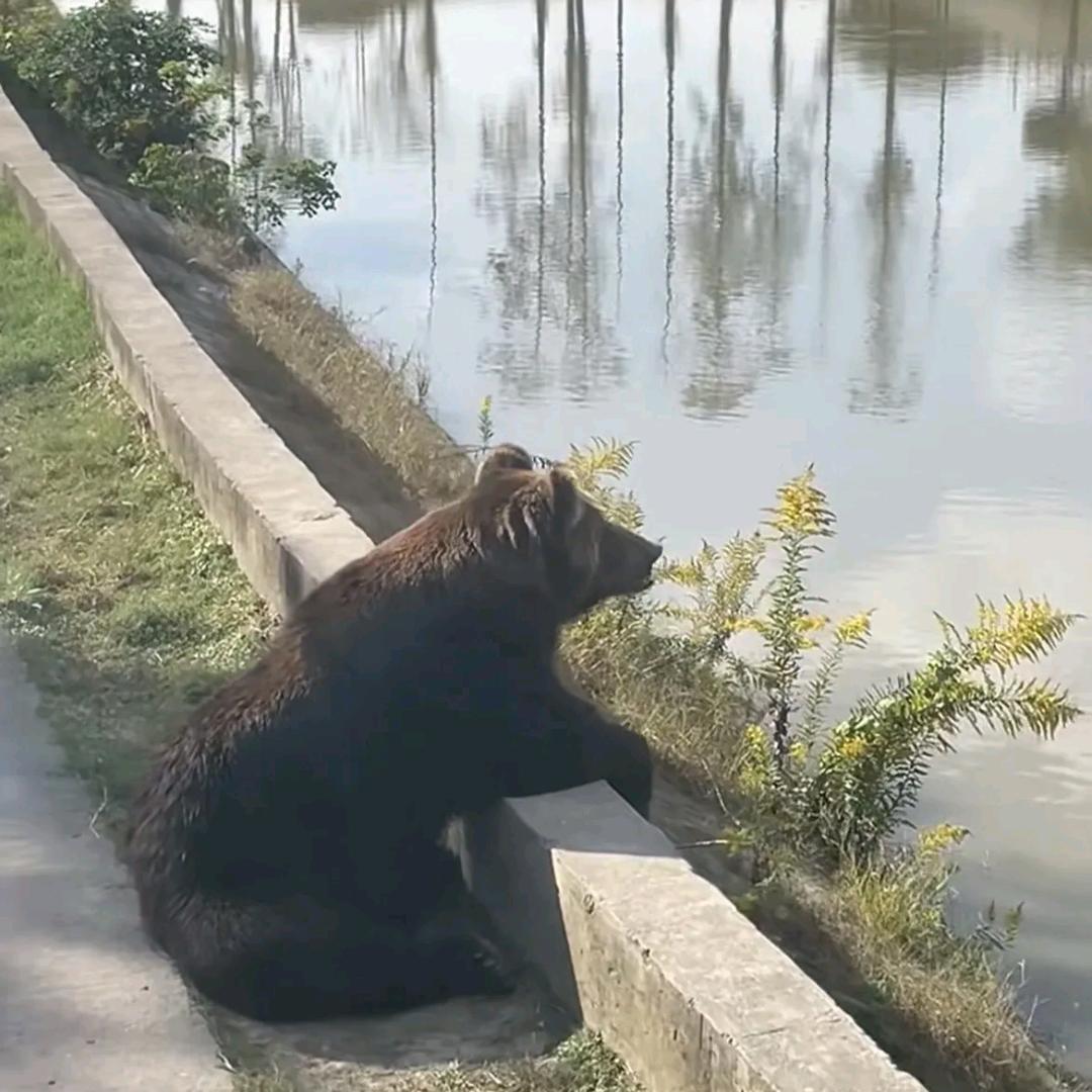 上海野生动物园团购