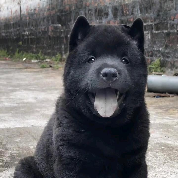 胖哥淘犬【严选官】