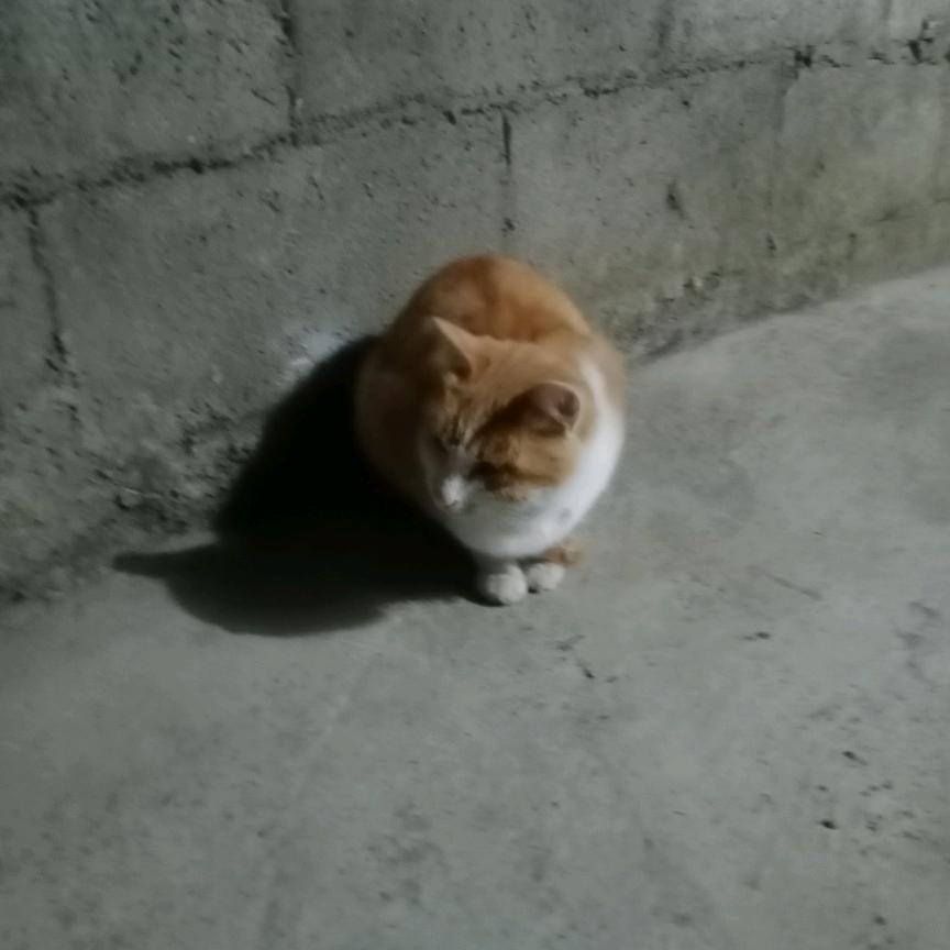 秀秀