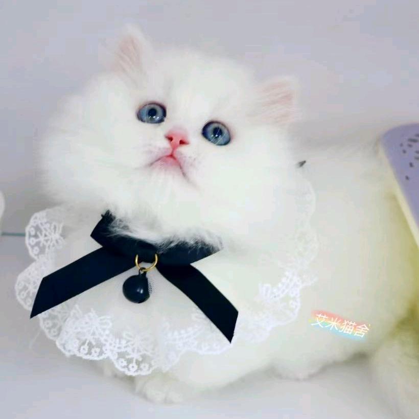 哈尔滨艾米猫舍群力店