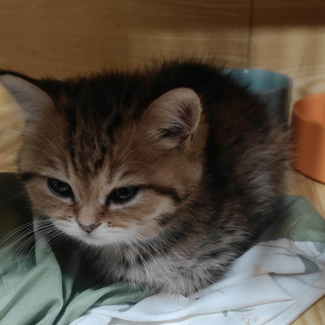 笨猫傻二虎😁