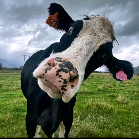 棋盘山牛市张大勇