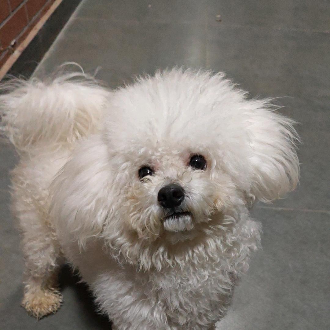 兜兜是只小比熊