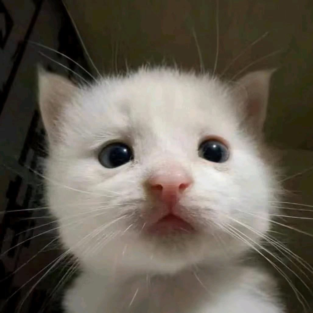 QWQ