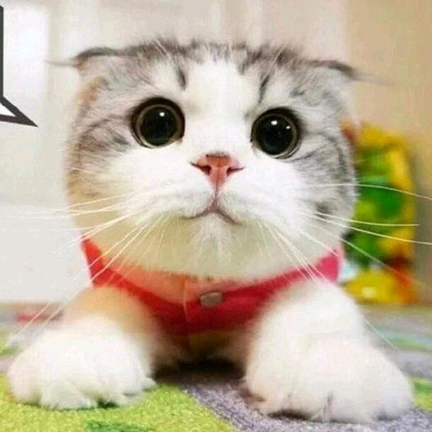 🐱🐱🐱
