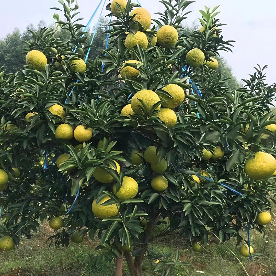 倩倩绿植种植基地