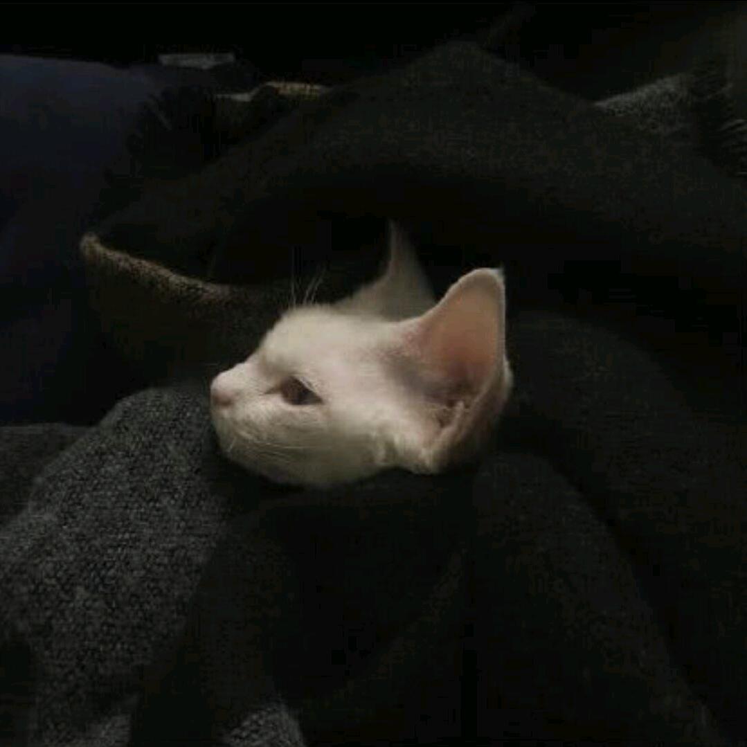 西红豆