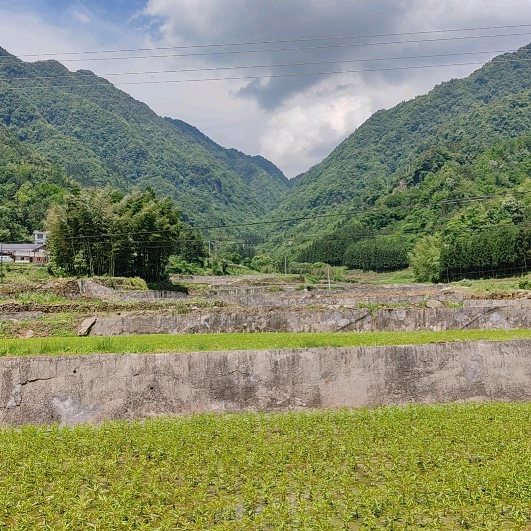 古蔺赶黄草批发供应链