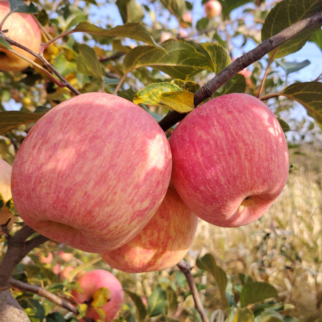 灵宝寺河山红富士苹果（产地直发）