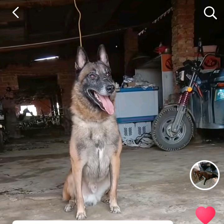 超☜☞哥护卫犬【工作犬】