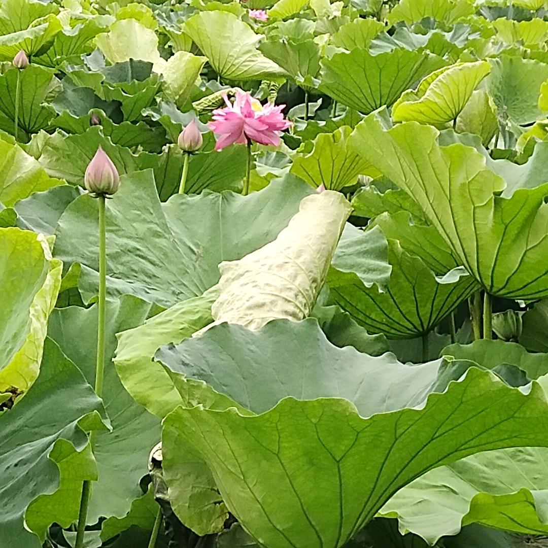任幺妹