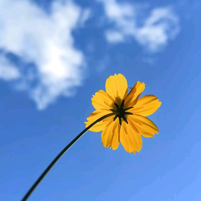 红玉