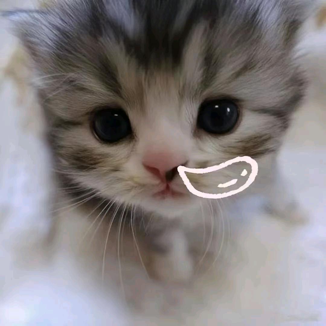 一杯月光