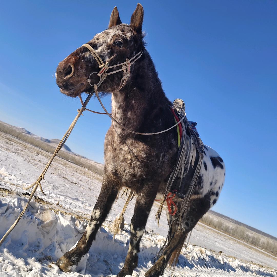 Оргил
