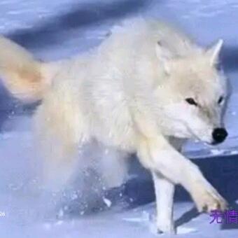 白-狼--