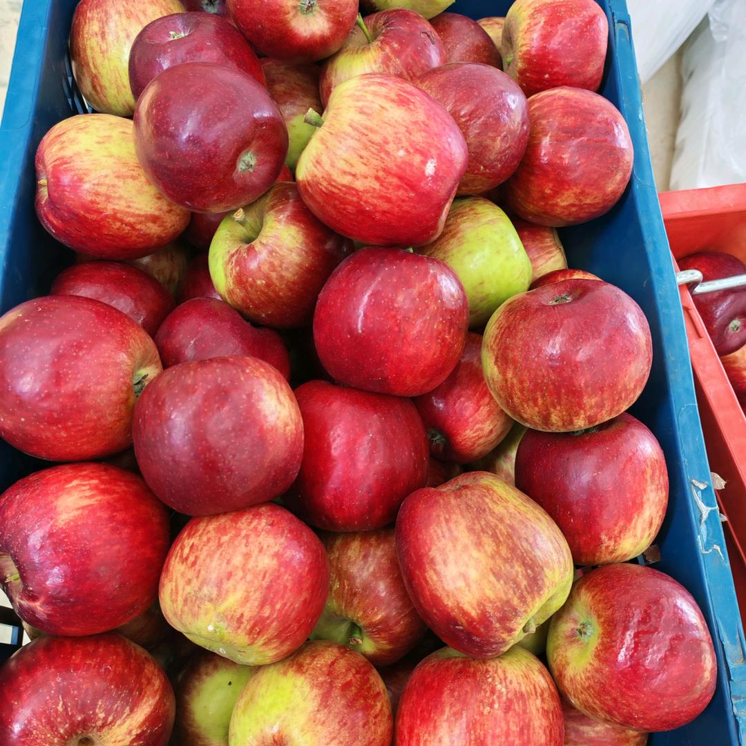 昭通冰糖心苹果