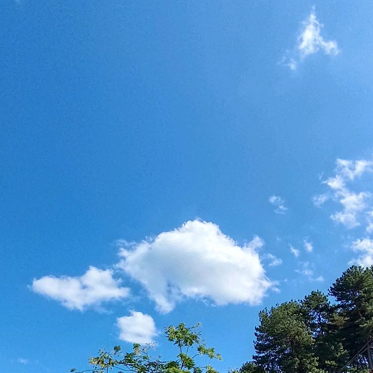 梅子