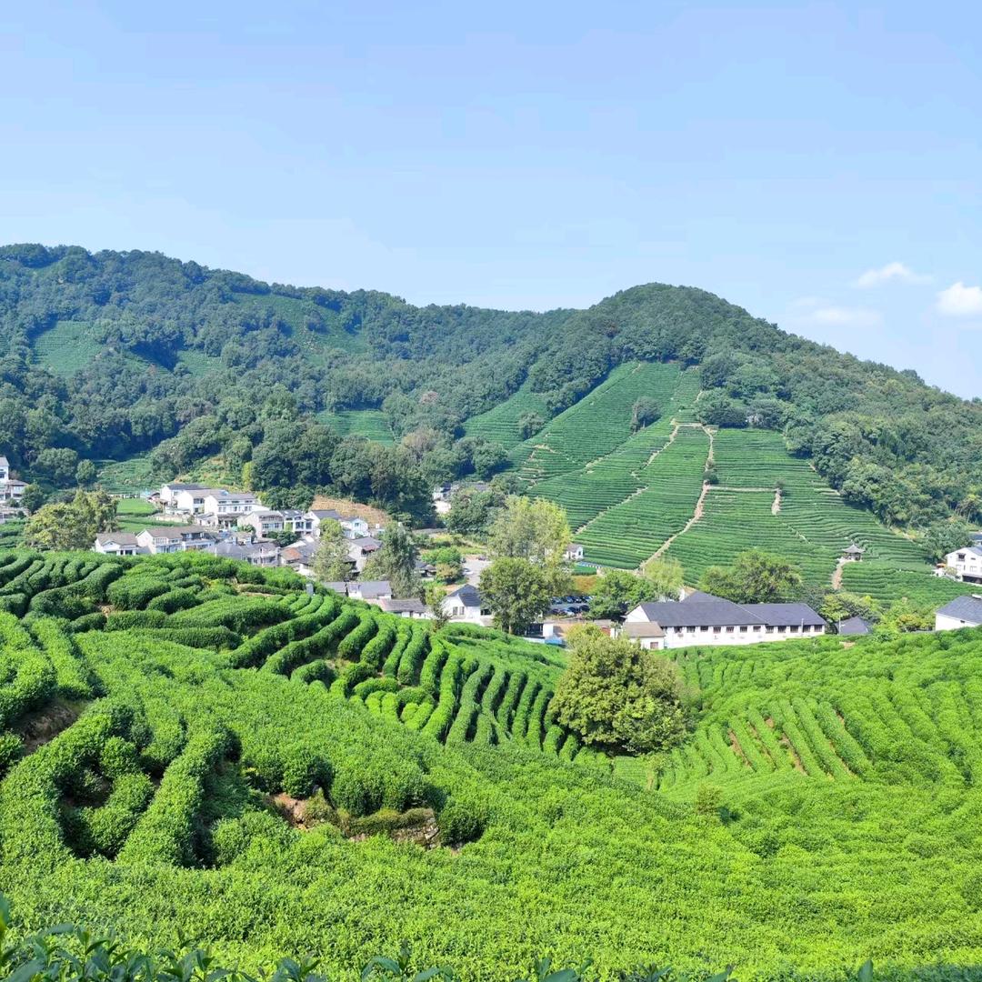 高山茶业（茶厂直营批发店）